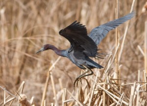 Little Blue Heron, Loantaka Brook Reservation, NJ, Apr. 19, 2014 (photo by Jonathan Klizas).