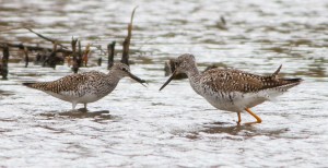 Lesser and Greater Yellowlegs, Hanover Twp., NJ, Apr. 27, 2014 (photo by J. Klizas)