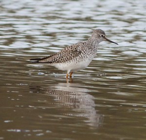 Lesser Yellowlegs, Hanover Twp., Apr. 25, 2014 (photo by Jonathan Klizas)