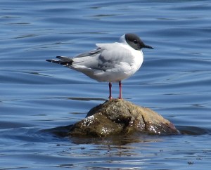 Bonaparte's Gull, Lk. Musconetcong, NJ, Apr. 28, 2014 (photo by Tom Halliwell)