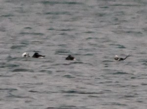 ID photo: Long-tailed Ducks, Lake Parsippany, NJ, Apr. 4, 2014 (photo by Jonathan Klizas).