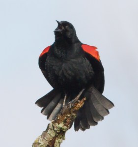 Red-winged Blackbird, Hanover Twp., NJ, Apr. 26, 2014 (photo by J. Klizas)