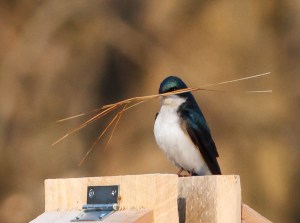 Tree Swallow, Lord Stirling Park, NJ, Apr. 19, 2014 (photo by J. Klizas).