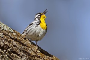 Yellow-throated Warbler, Franklin Twp., NJ, Apr. 16, 2014 (photo by Bill Dix).