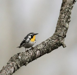 Yellow-throated Warbler, Lord Stirling Park, NJ, Apr. 26, 2015 (photo by Jeff Ellerbusch)