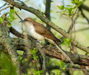 Black-billed Cuckoo, Great Swamp NWR, NJ, May 12, 2014 (photo by Simon Lane)