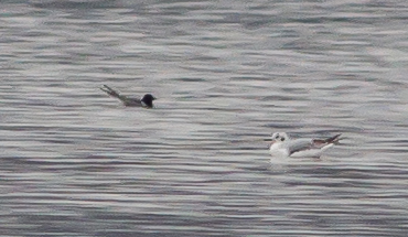 Black Tern and Bonaparte's Gull, Budd Lake, NJ, May 8, 2014 (photo by Jonathan Klizas)