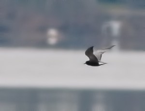 Black Tern, Budd Lake, NJ, May 8, 2014 (photo by Jonathan Klizas)