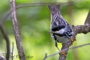 Blackpoll Warbler, Great Swamp NWR, NJ, May 14, 2014 (photo by Mitch Van Beekum)