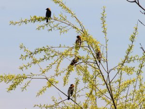 Bobolinks, Great Swamp NWR, May 1, 2014 (photo by Jim Mulvey).