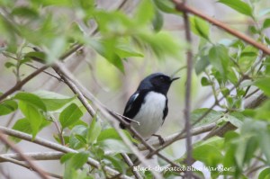 Black-throated Blue Warbler, Hanover Twp.,  May 3, 2014 (photo by Jose Garcia)