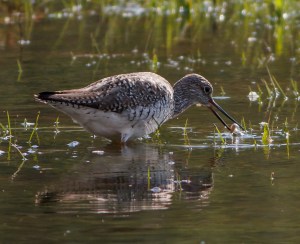 Greater Yellowlegs, Hanover Twp., NJ, May 3, 2014 (photo by Jonathan Klizas)