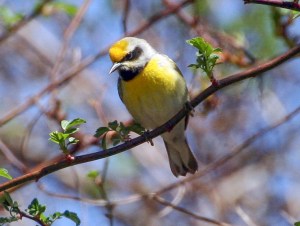 Hybridized Golden-winged Warbler, Flanders, NJ, May 5, 2014 (photo by Michael Bochnik)