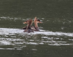 Hooded Mergansers, Florham Park, NJ, May 27, 2014 (photo by Jonathan Klizas).