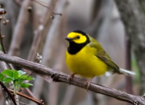 Hooded Warbler, Jonathan's Woods, NJ, May 2, 2014 (early morning photo by Jonathan Klizas)
