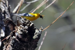 Prothonotary Warbler, Passaic River, Morris/Somerset, May 3, 2014 (photo by Kevin Browne)