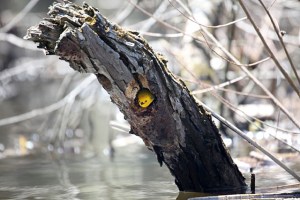 Prothonotary Warbler, Passaic River, Morris/Somerset, May 3, 2014 (photo by Kevin Browne)