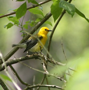 Prothonotary Warbler, Bedminster Twp., NJ, May 26, 2014 (photo by Frank Sencher, Jr.)