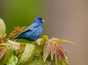 Indigo Bunting, Sourland Mountain Preserve, NJ, May 13, 2014 (photo by Chris Duffek)