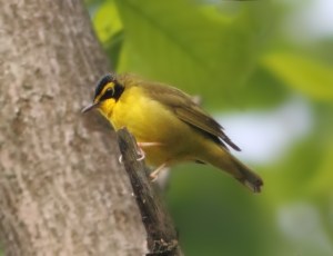 Kentucky Warbler, Long Valley, NJ, May 24, 2014 (photo by Jonathan Klizas)