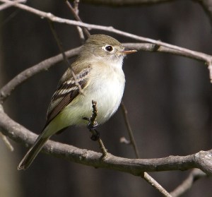Least Flycatcher, Sourland Mountain, NJ, May 7, 2014 (photo by Chris Duffek)