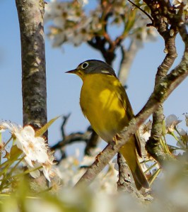 Nashville Warbler, Bedminster, NJ, May 3, 2014 (photo by Zach Batren)
