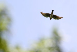 Northern Harrier, Lord Stirling Park, NJ, May 26, 2014 (photo by Jeff Ellerbusch)