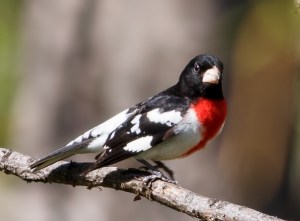 Rose-breasted Grosbeak, Morris Twp., NJ, May 11, 2014 (photo by J. Klizas)