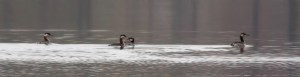 Red-necked Grebes, Lake Parsippany, NJ, May 1, 2014 (photo by Jonathan Klizas)