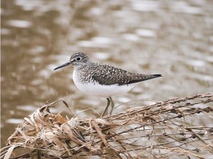 Solitary Sandpiper, Finderne Wetlands, NJ, May 4, 2014 (photo by Tom Ostrand)