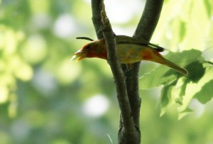 Summer Tanager, Lord Stirling Park, NJ, May 26, 2014 (photo by Jeff Ellerbusch)