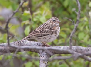 Vesper Sparrow, Great Swamp NWR, NJ, May 2, 2014 (photo by Jim Gilbert)