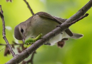 Warbling Vireo, Griggstown Grasslands, NJ, May 29, 2014 (photo by Chris Duffek)