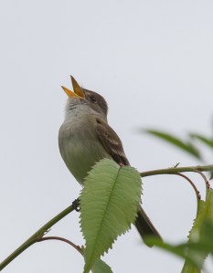 Willow Flycatcher, Griggstown Grasslands, NJ, May 29, 2014 (photo by Chris Duffek)