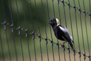 Bobolink, Warren Twp., NJ, June 20, 2014 (photo by Mike Newlon)