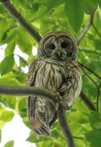 Barred Owl, Rockaway Twp., NJ, June 8, 2014 (photo by Jonathan Klizas)