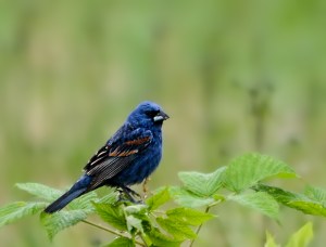 Blue Grosbeak, Negri-Nepote Grasslands, NJ, June 9, 2014 (photo by Zach Batren)