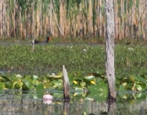 Common Gallinule, Deerhaven Lake, NJ, June 22, 2014 (heavily cropped photo by Jonathan Klizas).