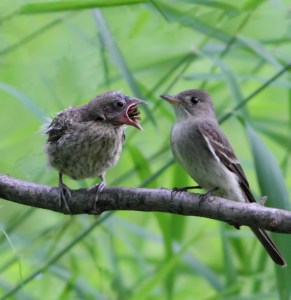 Eastern Wood-Pewee feeding, Lord Stirling Park, June 26, 2014 (photo by J. Klizas)