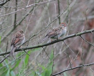 Field Sparrow Family Tree, West Morris Greenway, June 25, 2014 (photo by Jonathan Klizas)