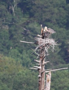 Feeding time at the heronry, Deerhaven Lake, NJ, June 22, 2014 (photo by Jonathan Klizas)