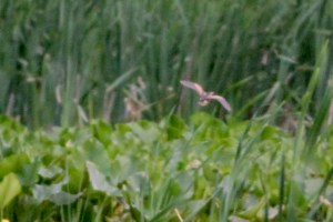 Least Bittern, Great Swamp NWR, NJ, June 18, 2014 (photo by Jeff Ellerbusch)