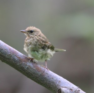 Juvenile, Jefferson Twp. NJ, June 22, 2014 (photo by Jonathan Klizas)