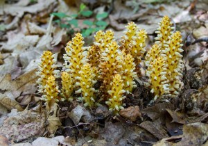 Squawroot (Conopholis americana) Jefferson Twp., NJ, June 7, 2014 (photo by J. Klizas)