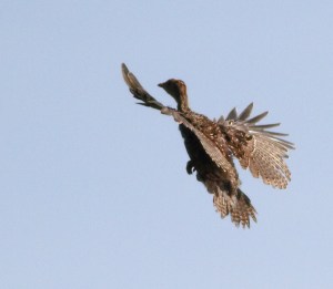 Wild Turkey poult, Troy Meadows, NJ, June 20, 2014 (photo by J. Klizas )