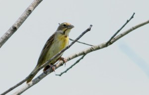 Dickcissel, Negri-Nepote Grassland Preserve, NJ, July 7, 2014 (photo by Jeff Ellerbusch)