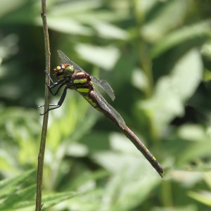 Female Arrowhead Spiketail (Cordulegaster obliqua ), Wildcat Ridge, NJ,  July 7, 2014 (photo by Jonathan Klizas)