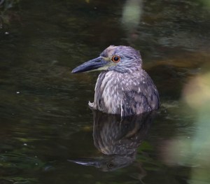 Yellow-crowned Night-Heron, Parsippany, NJ, July 20, 2014 (photo by Chuck Hantis)