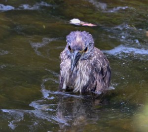 Yellow-crowned Night-Heron, Parsippany, NJ, July 20, 2014 (photo by Chuck Hantis)