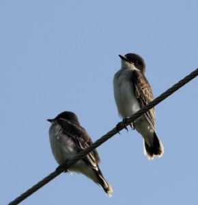 Eastern Kingbirds, Great Swamp NWR, July 1 ,2014 (photo by Jonathan Klizas)